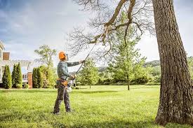 Best Palm Tree Trimming  in Bardstown, KY