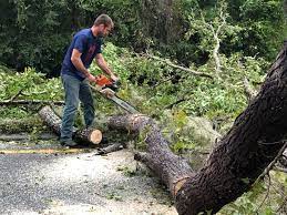 How Our Tree Care Process Works  in  Bardstown, KY