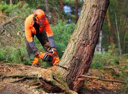  Bardstown, KY Tree Services Pros