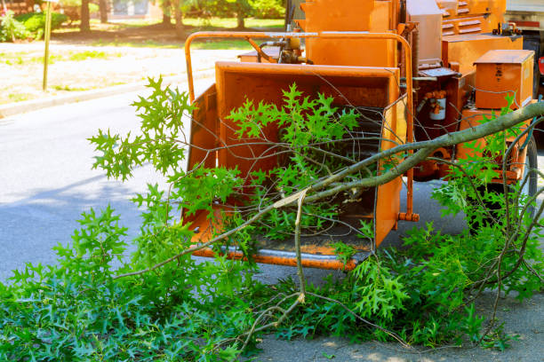 Best Tree and Shrub Care  in Bardstown, KY