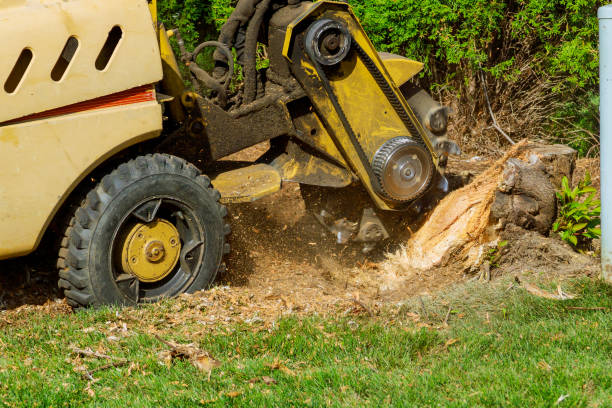 Best Lawn Pest Prevention  in Bardstown, KY