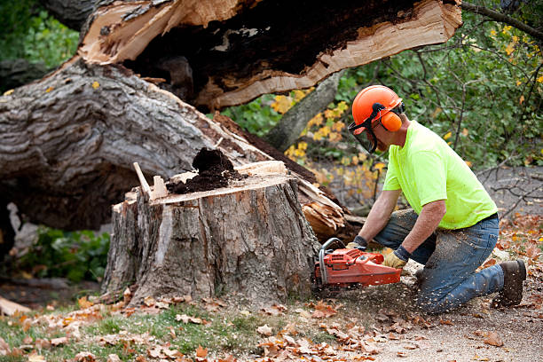 Reliable Bardstown, KY Tree Services Solutions