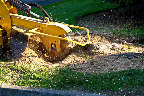 Best Lot and Land Clearing  in Bardstown, KY