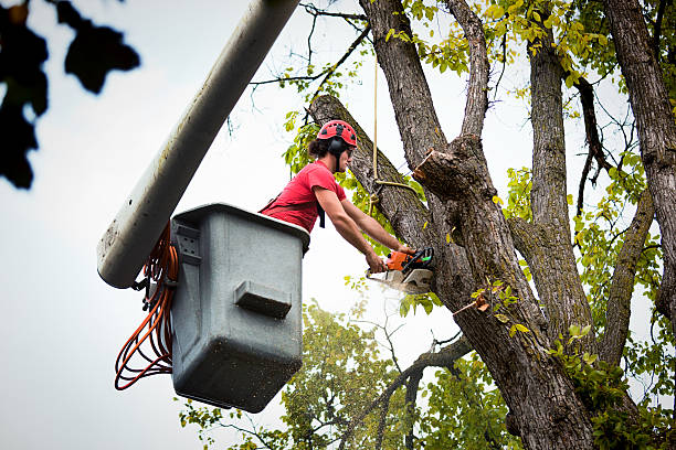 Best Tree Cabling and Bracing  in Bardstown, KY