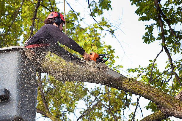 Best Lawn Maintenance Plans  in Bardstown, KY